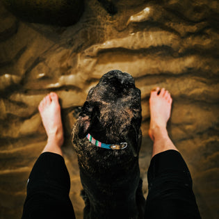  Get Grounded: Why It's Good for You and Your Dog